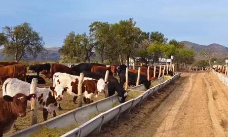 el secreto de la terneza en la carne: trazabilidad y bienestar animal el secreto de la terneza en la carne: trazabilidad y bienestar animal
