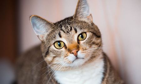 El significado del ronroneo del gato. El significado del ronroneo del gato.