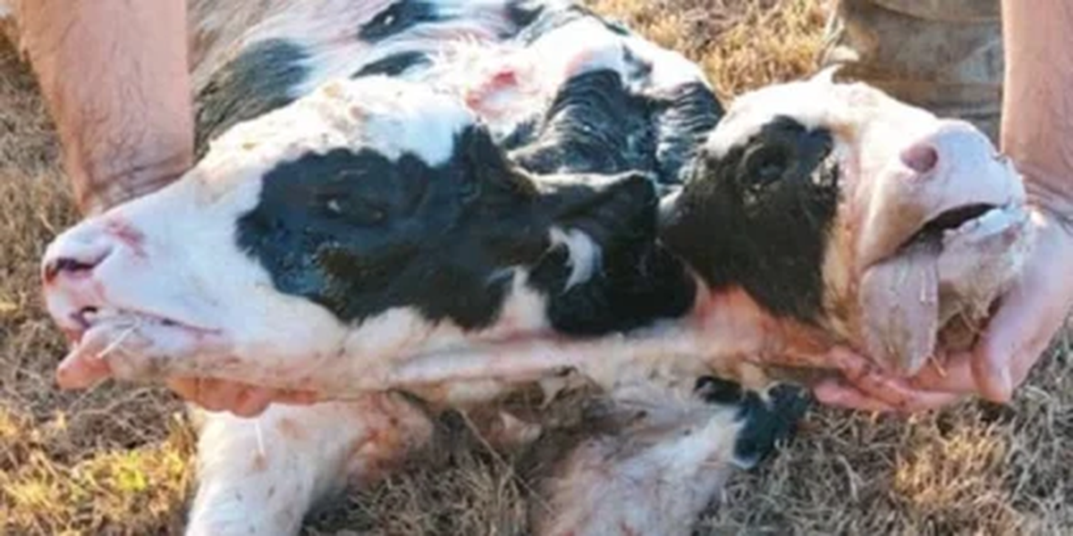 La madre del ternero falleció dos días después de darlo a luz.
