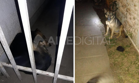 El menor tenía 12 años y murió entre el 4 y la madrugada del 5 de julio. La investigación judicial determinó que fue atacado por una jauría de perros. El menor tenía 12 años y murió entre el 4 y la madrugada del 5 de julio. La investigación judicial determinó que fue atacado por una jauría de perros.
