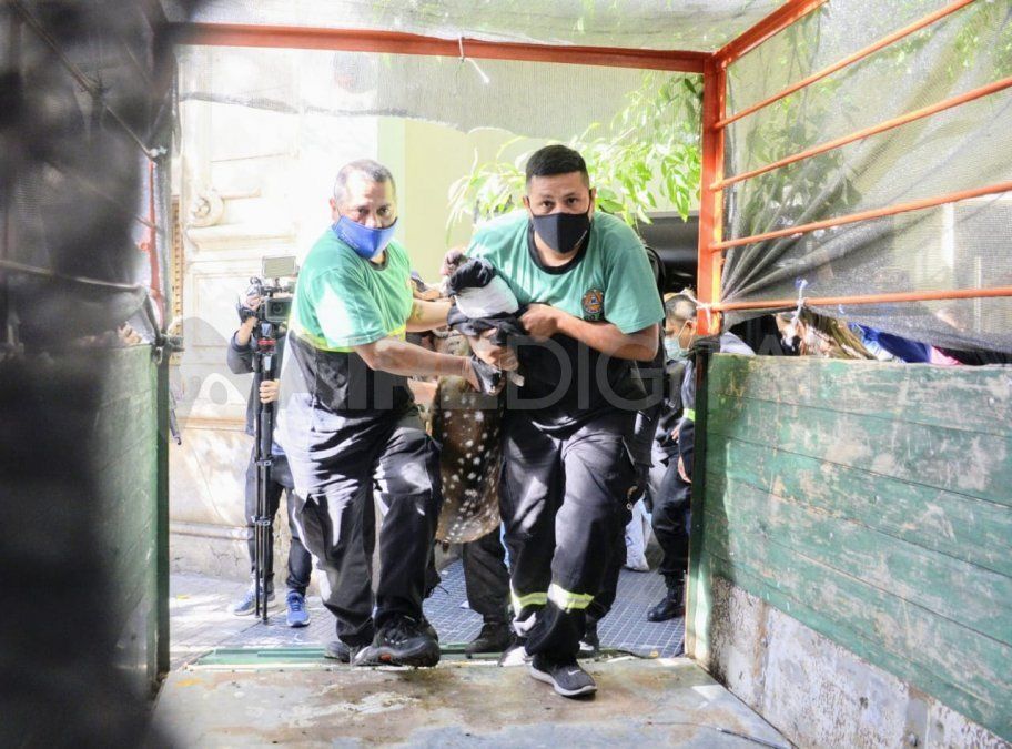 El animal fue rescatado por la Sección Ecológica de la Dirección Gral. de Policía Comunitaria.