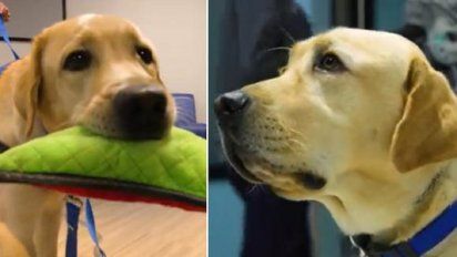Un talentoso perro se hizo viral por ayudar a niños a rehabilitarse en un hospital.