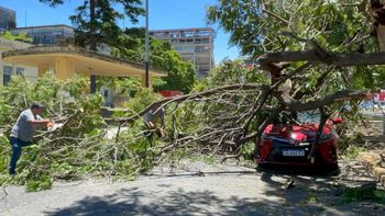 Corte de tránsito en Avenida Freyre entre Bulevar y Obispo Gelabert por una rama que cayó sobre un auto