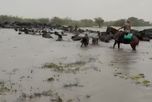 Preocupación en el norte de Santa Fe por el exceso de lluvias y la caída del stock ganadero