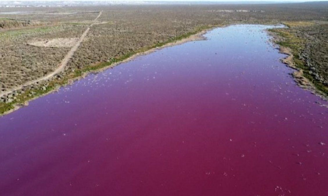 Lago en Argentina se tiñe de rosa por polución de industrias pesqueras