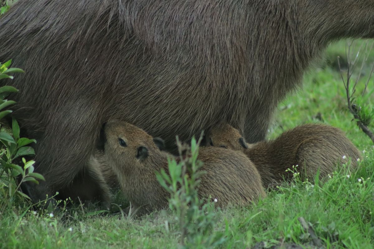 Parque Nacional Islas de Santa Fe. Parque Nacional Islas de Santa Fe.