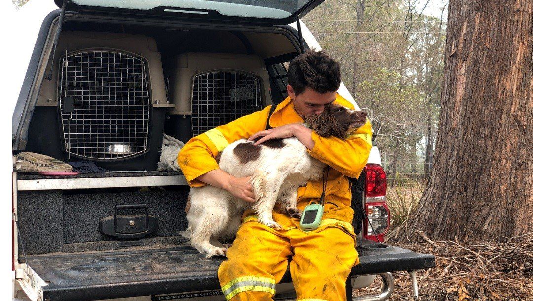 Incendios en Australia: Taylor, la perra que rescata koalas del fuego