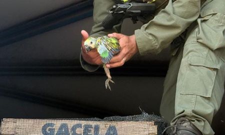 Transportaban pichones de loros entre pallets de mercadería y fueron imputados. Transportaban pichones de loros entre pallets de mercadería y fueron imputados.