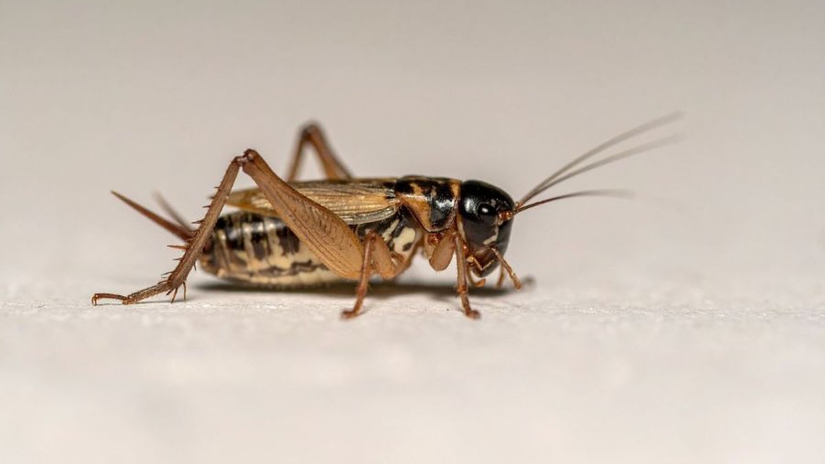 Qué significa encontrar grillos dentro de la cocina: el mensaje espiritual detrás de su presencia.