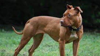 Santa Fe comenzó a chipear perros de más de 15 kilos: cómo funciona el programa y quiénes deben hacerlo