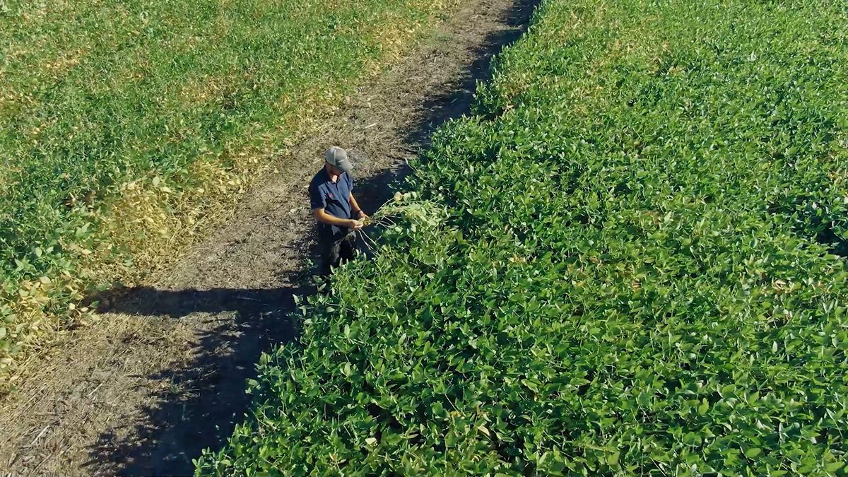 SIMA es un software para productores agrícolas que ayuda a digitalizar datos y permite controlar los cultivos desde un smartphone. SIMA es un software para productores agrícolas que ayuda a digitalizar datos y permite controlar los cultivos desde un smartphone.