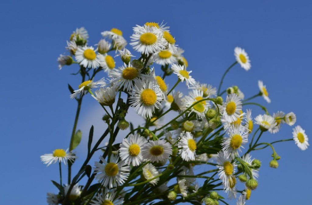 Cómo cultivar tu propia planta de manzanilla en casa