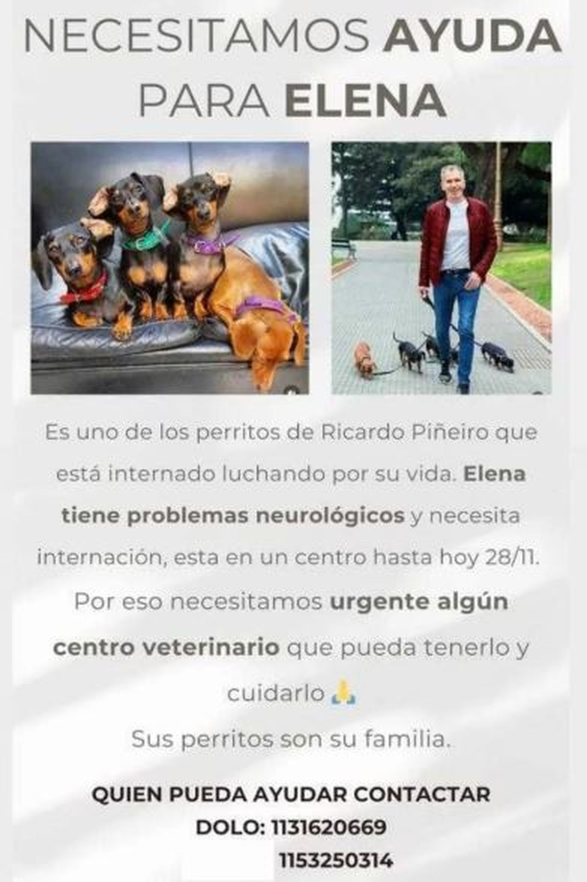Piden ayuda para una de las perritas de Ricardo Piñeiro. Piden ayuda para una de las perritas de Ricardo Piñeiro.