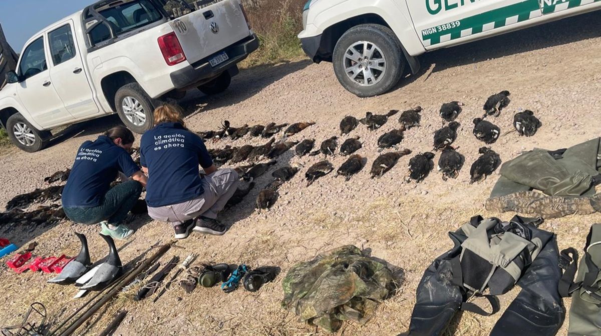 Las especies fueron detectadas en un control realizado por personal del Ministerio de Ambiente y de la Gendarmería. Las especies fueron detectadas en un control realizado por personal del Ministerio de Ambiente y de la Gendarmería.