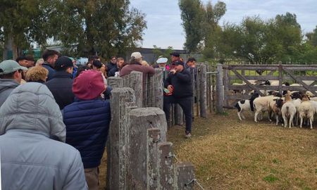 ovinos: teoria y practica en el campo para lograr una encarnerada mas eficiente ovinos: teoria y practica en el campo para lograr una encarnerada mas eficiente