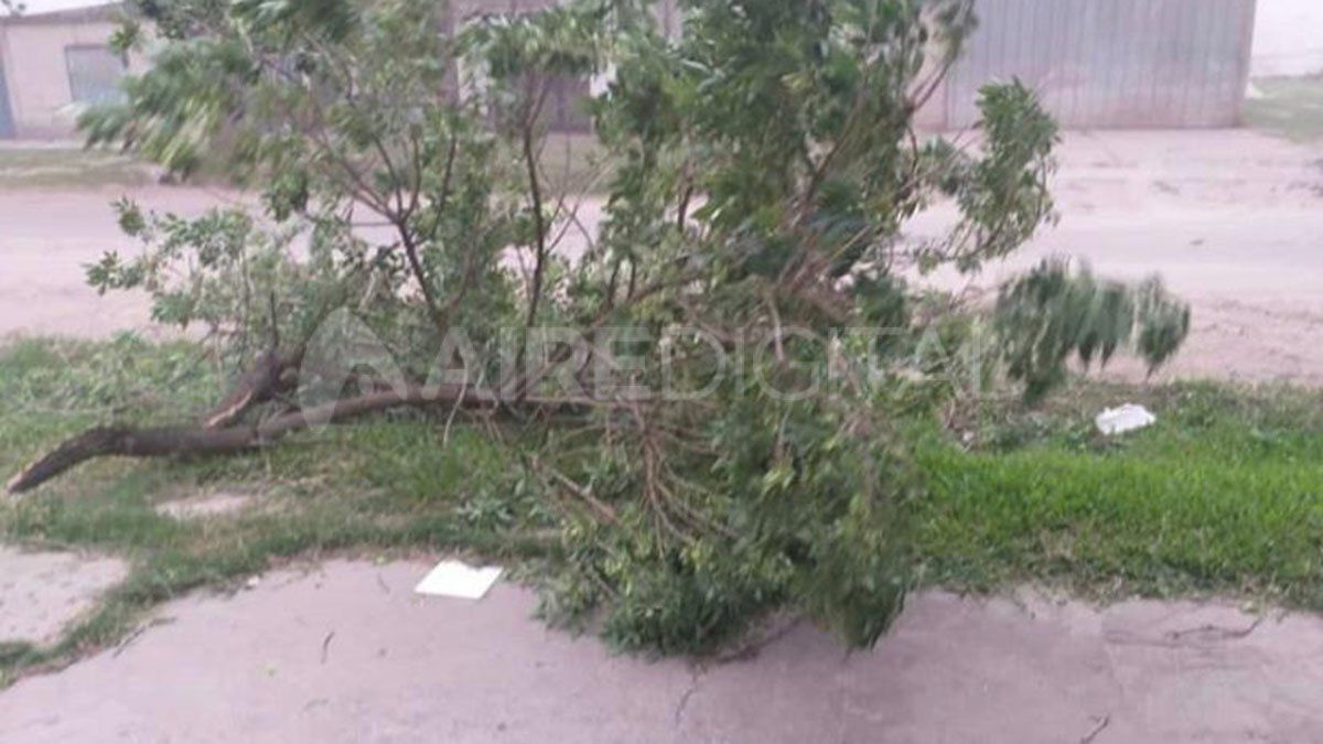 Un árbol caído este domingo en Reconquista por el intenso y breve temporal.