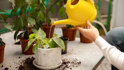 Por qué deberías poner cáscaras de huevo en tus macetas: el secreto de los jardineros