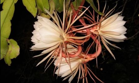 Galán de la noche, la flor de un día. Galán de la noche, la flor de un día.