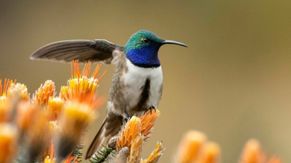 Colibrí: qué son, características, hábitat y curiosidades