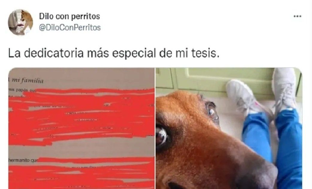 Le dedicó la tesis de su carrera a su perra y conmovió hasta las lágrimas a Twitter