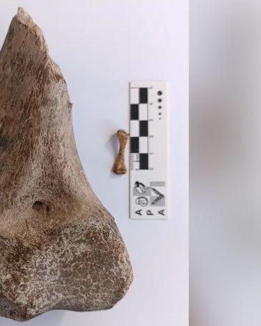 Miembro anterior de una tortuga gigante de tierra hallada en el río Salado hace algunos años, que está siendo investigado en la actualidad. Miembro anterior de una tortuga gigante de tierra hallada en el río Salado hace algunos años, que está siendo investigado en la actualidad.