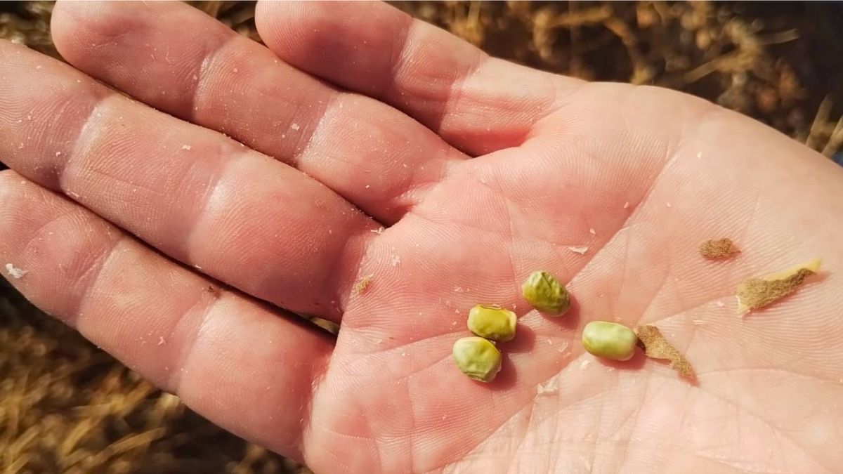 Detalle de los resultados de un lote, donde el cultivo rindió alrededor de cinco quintales, con un 75% de granos verdes. Gran parte del área quedó sin cosechar. Detalle de los resultados de un lote, donde el cultivo rindió alrededor de cinco quintales, con un 75% de granos verdes. Gran parte del área quedó sin cosechar.