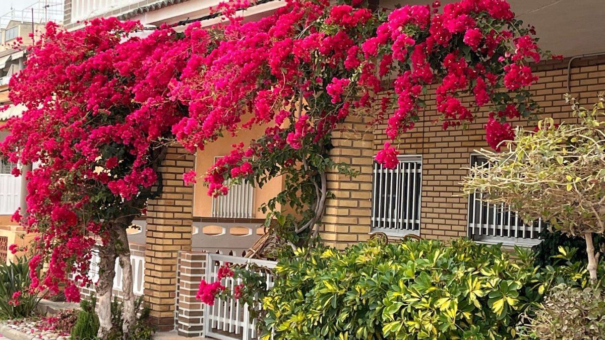 Las flores resistentes que alegran balcones y patios desde septiembre. Las flores resistentes que alegran balcones y patios desde septiembre.