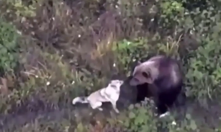 ¡amistad inesperada! un perro se pierde en kamchatka y encuentra nuevos amigos en una familia de osos ¡amistad inesperada! un perro se pierde en kamchatka y encuentra nuevos amigos en una familia de osos