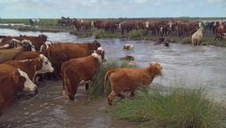 exceso de lluvias y campos inundados: el desafio de mover hacienda en el norte de santa fe