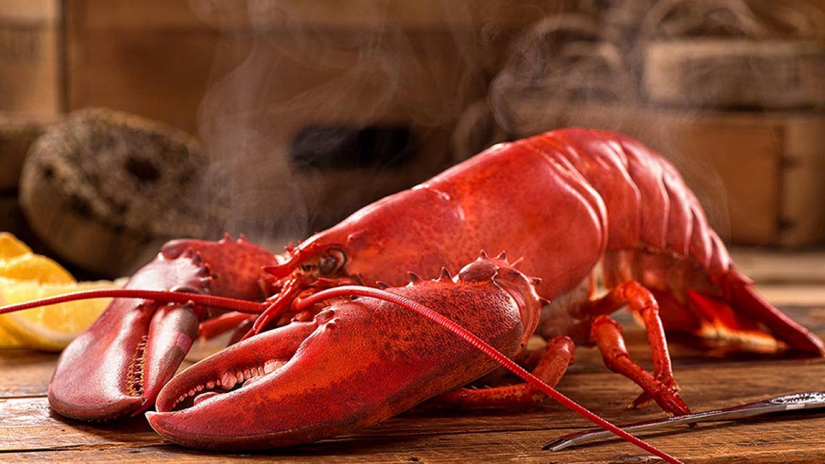 Los videos de Brady y León se volvieron virales en YouTube.