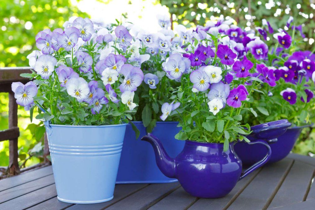 Flores de pensamiento p&uacute;rpura, azul y violeta en 3 macetas