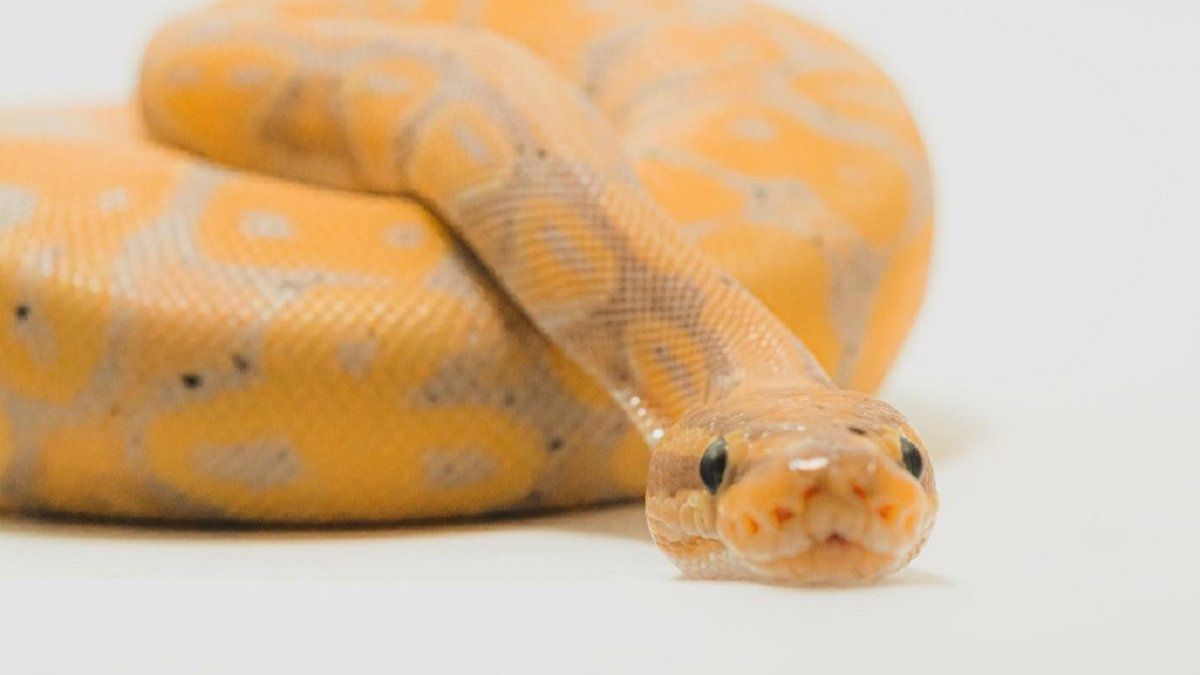 Video: una serpiente mordió en la cara a una cantante en pleno rodaje de un videoclip.