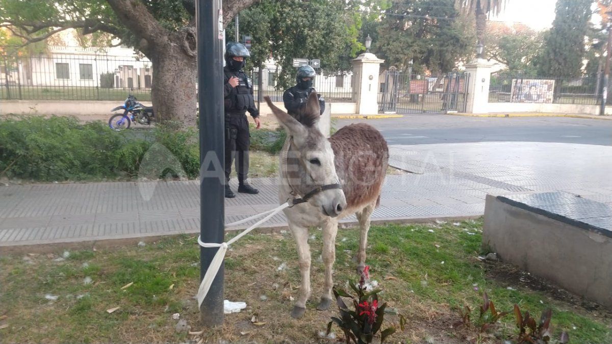 El burro espera atado al cantero central de Avenida Freyre que lleguen representantes de la Sociedad Protectora de Animales.&nbsp;