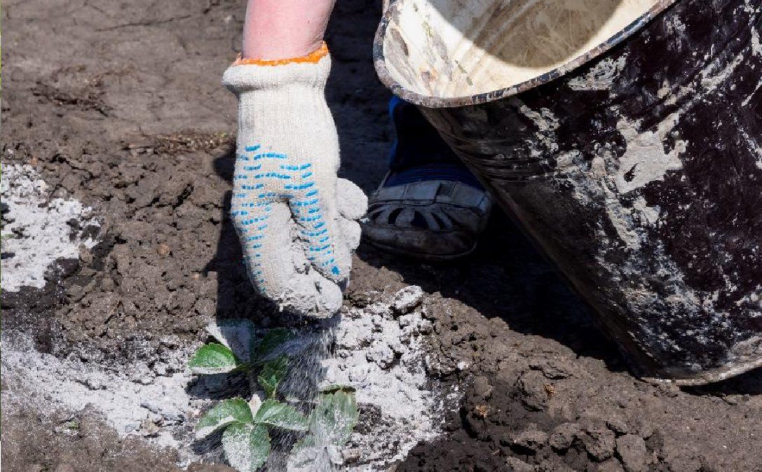 Perfecto ayudante para mantener la salud de tus plantas&nbsp;