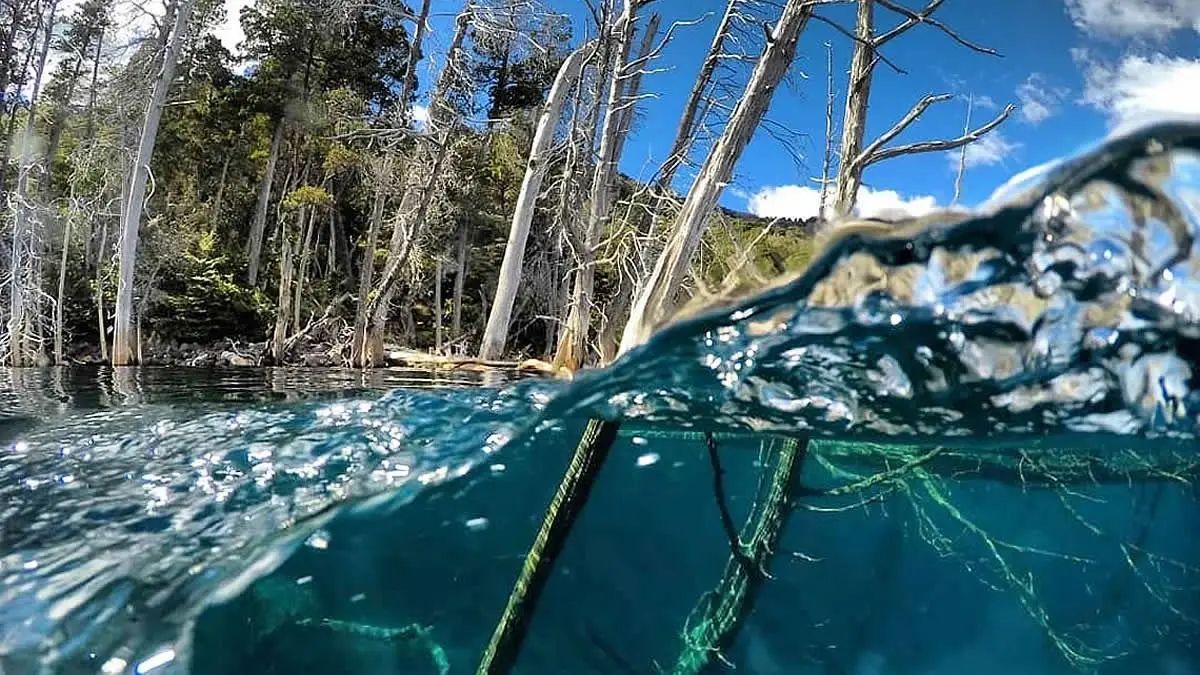 La transparencia del lago Traful permite ver los cipreses sumergidos desde la superficie.