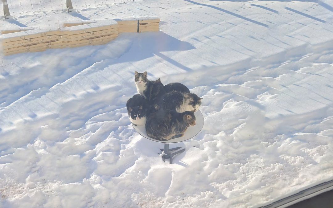 El posteo se volvió rápidamente viral en las redes y causó la gracia de muchos internautas.&nbsp;