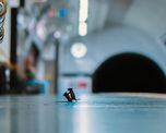 El fot&oacute;grafo&nbsp;Sam Rowley&nbsp;estuvo una semana tratando de fotografiar a los&nbsp;ratones&nbsp;que se ven en el sistema de subtes de&nbsp;Londres.