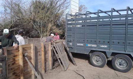 Provincia dispuso medidas preventivas en el establecimiento de Ibarlucea luego de que las tareas de trazabilidad confirmaran que el foco de contagio se originó en un animal salido de ese lugar. Provincia dispuso medidas preventivas en el establecimiento de Ibarlucea luego de que las tareas de trazabilidad confirmaran que el foco de contagio se originó en un animal salido de ese lugar.