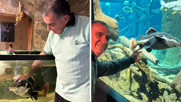 El pez gordo en Temaikén (derecha) en comparación con el pez gordo en una pecera en la ciudad de Santa Fe (izquierda).