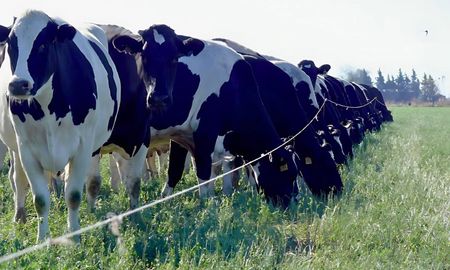 elecciones 2025: el agro rafaelino celebra, pero pide mejorar la competitividad