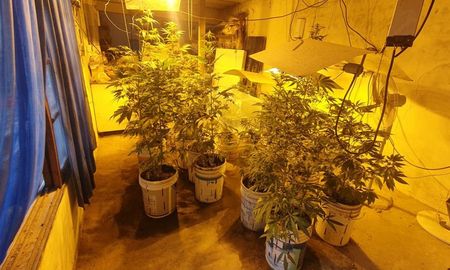 Unas 55 plantas de marihuana fueron secuestradas en un invernadero montado en un sótano de una casa de la localidad bonaerense de Los Polvorines Unas 55 plantas de marihuana fueron secuestradas en un invernadero montado en un sótano de una casa de la localidad bonaerense de Los Polvorines
