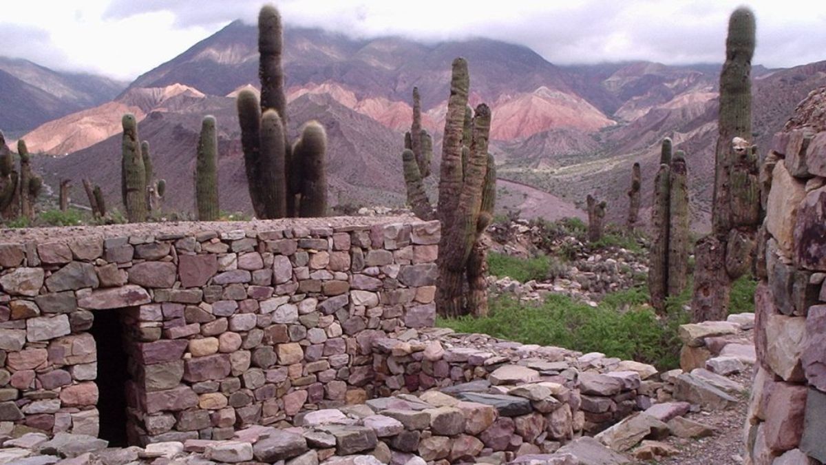 Los cactus gigantes que rodean las viviendas pueden vivir más de 200 años y crecen apenas un centímetro por año, siendo testigos silenciosos de la historia desde la época colonial. Los cactus gigantes que rodean las viviendas pueden vivir más de 200 años y crecen apenas un centímetro por año, siendo testigos silenciosos de la historia desde la época colonial.