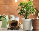 Estas plantas se desarrollan mejor en maceta y pueden llenar de color cualquier espacio. Estas plantas se desarrollan mejor en maceta y pueden llenar de color cualquier espacio.