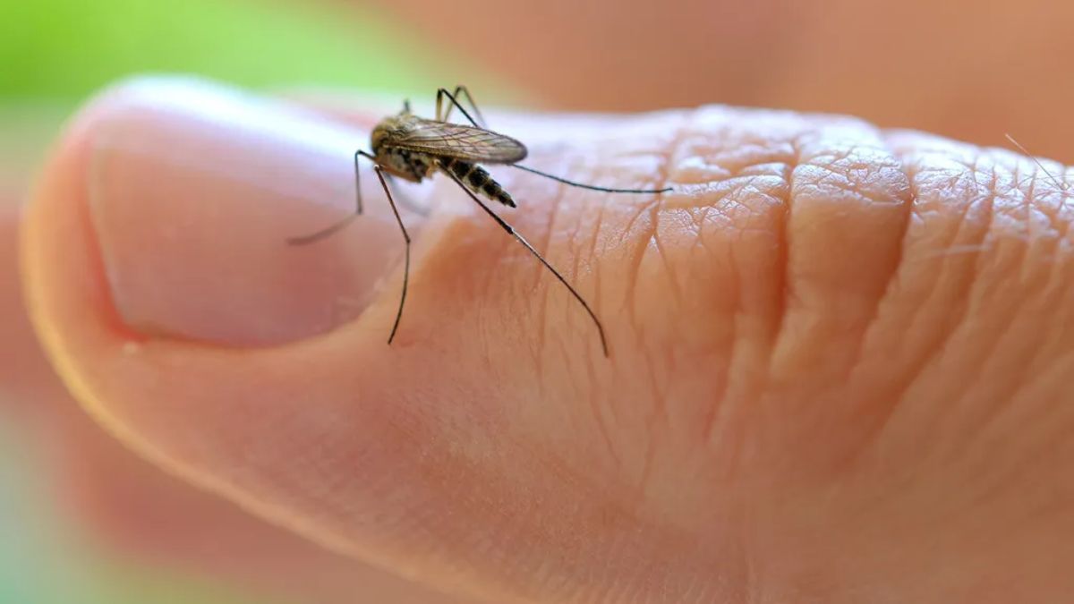 La especie de mosquito identificada no es transmisora del dengue. La especie de mosquito identificada no es transmisora del dengue.