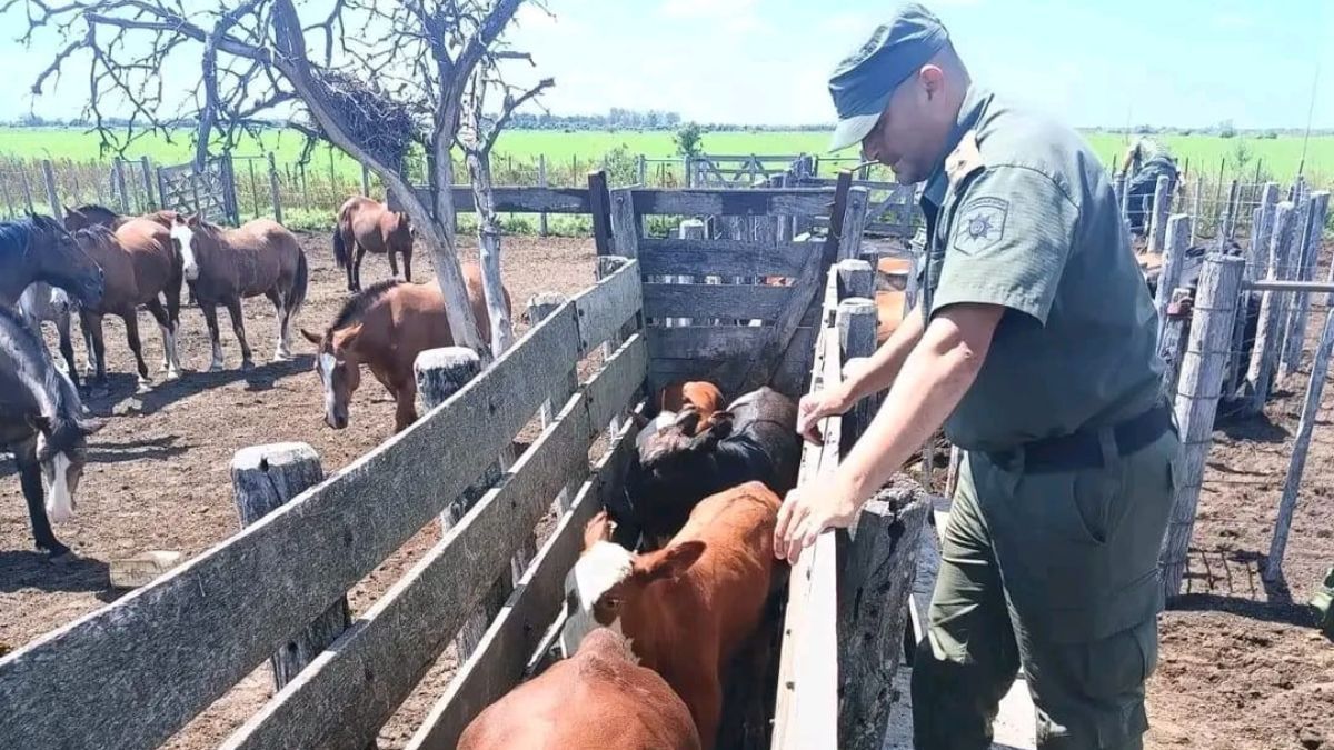 Tras una denuncia por robo de ganado en la zona rural de Esteban Rams