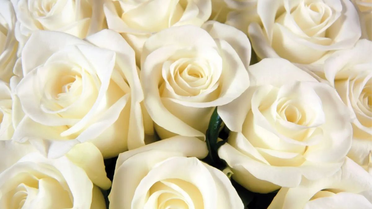 Las rosas blancas son símbolo de pureza e inocencia.