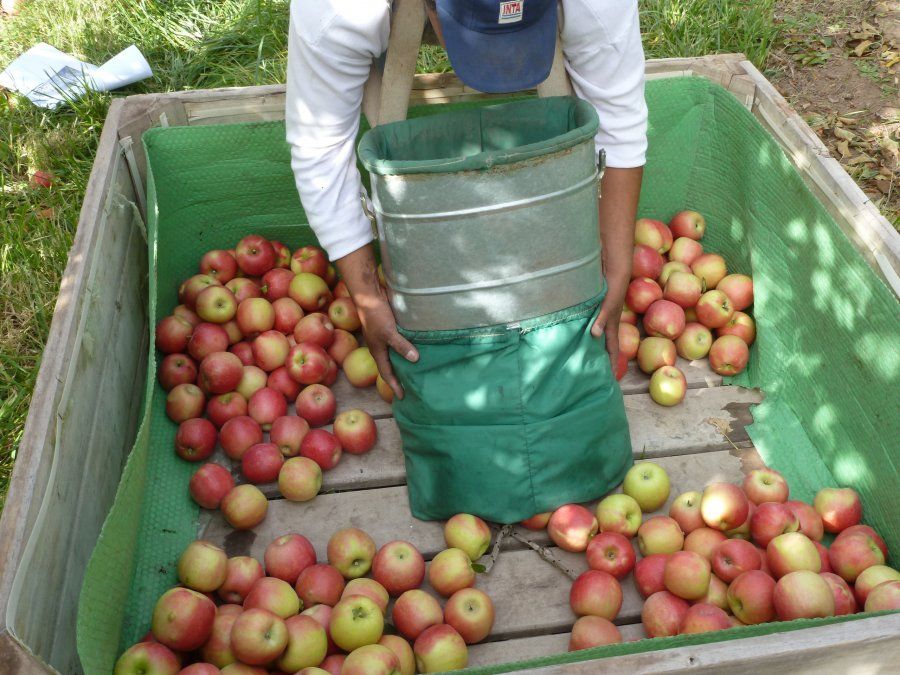 La cadena productiva de peras y manzanas de Río Negro espera para esta temporada de cosecha el arribo de un total de 20.000 trabajadores migrantes