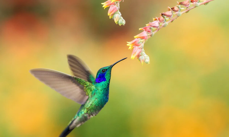 El simbolismo espiritual del colibrí El simbolismo espiritual del colibrí