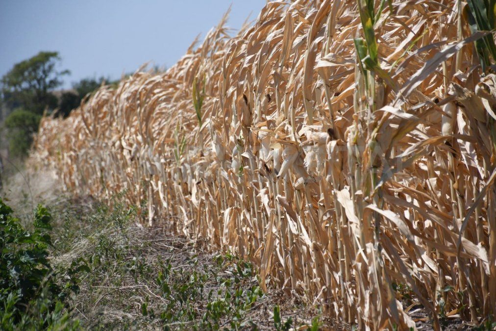 La Bolsa de Comercio de Rosario (BCR) elaboró un informe en donde detalla que el estrés hídrico del verano hizo caer la proyección de cosecha de soja y maíz 9 y 8 millones de toneladas.