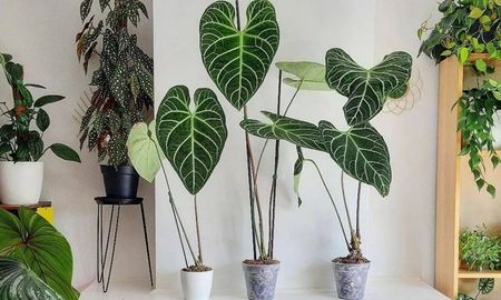 Tener muchas plantas podría afectar la energía del hogar, según el Feng Shui. Tener muchas plantas podría afectar la energía del hogar, según el Feng Shui.